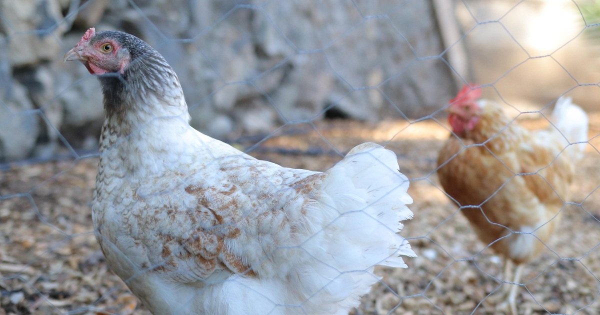 Ayudas para huevos de gallina en Canarias