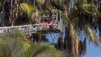 Rescate de un guacamayo en Playa Blanca