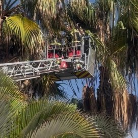 Rescate de un guacamayo en Playa Blanca
