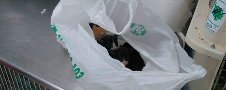 Gatitos en una bolsa dentro
