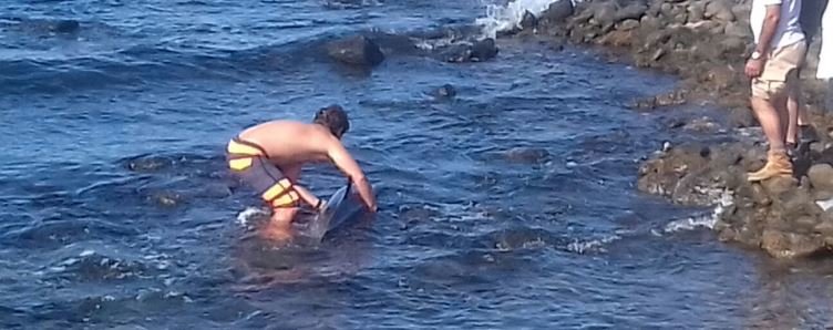 rescate delfin varado la santa