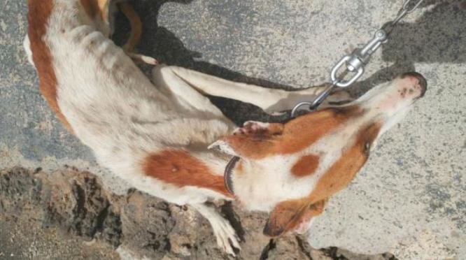 5podencostias-tahiti1