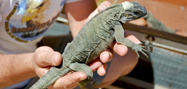 IGUANA RINOCERONTE 2