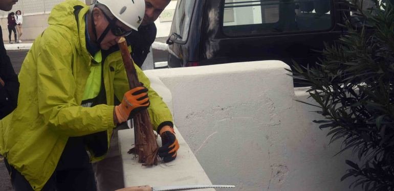 Palmera Playa Honda 2